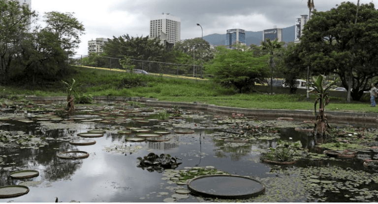 Water shortage kills thousands of plants