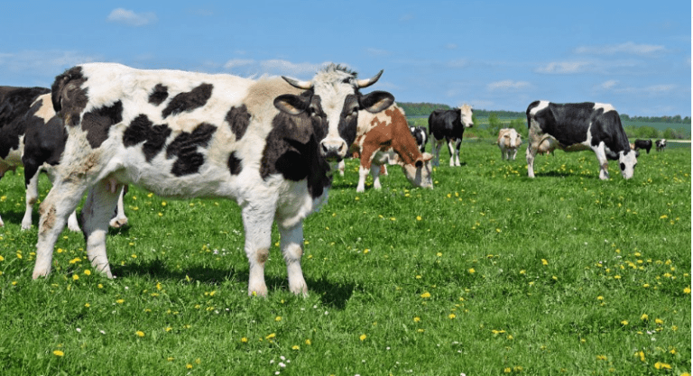 Livestock contribute to climate change