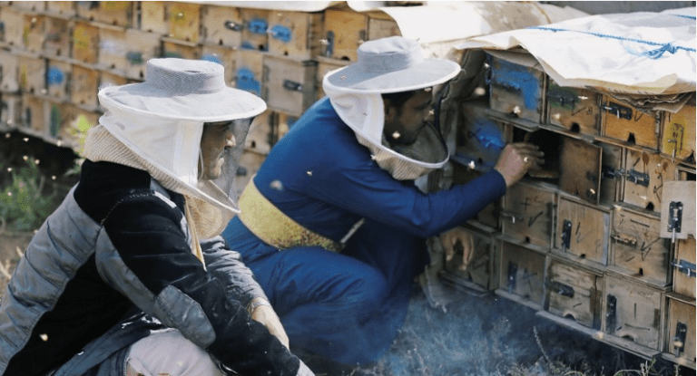Beekeeping in Yemen is dangerous