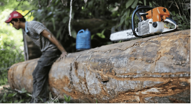 Tropical rainforest destruction rising